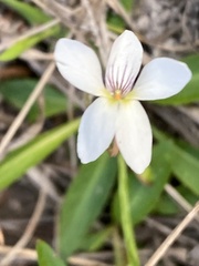 Viola lanceolata