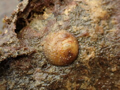 Sigapatella novaezelandiae
