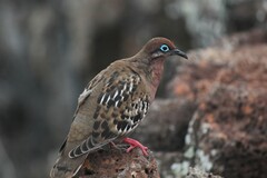 Zenaida galapagoensis