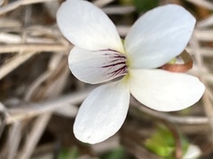 Viola lanceolata