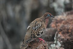 Zenaida galapagoensis