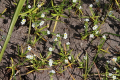 Plagiobothrys scouleri