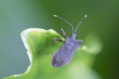 Anasa apicalis
