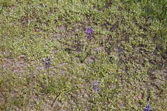 Plagiobothrys scouleri