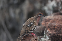 Zenaida galapagoensis