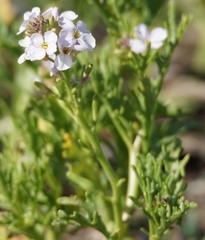 Cakile lanceolata