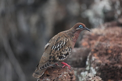 Zenaida galapagoensis