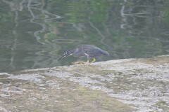 Butorides striata sundevalli