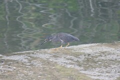 Butorides striata sundevalli