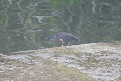 Butorides striata sundevalli