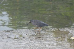 Butorides striata sundevalli