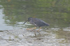 Butorides striata sundevalli