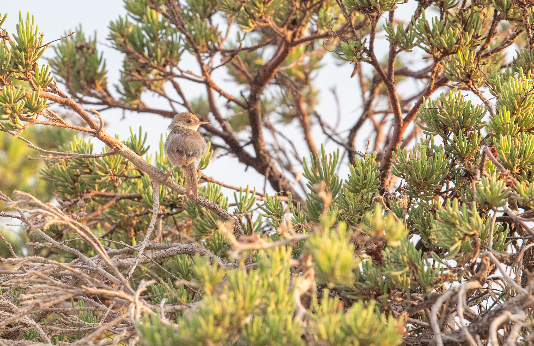 Socotra Warbler (Incana incana), photo 1