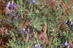 Lupinus polycarpus