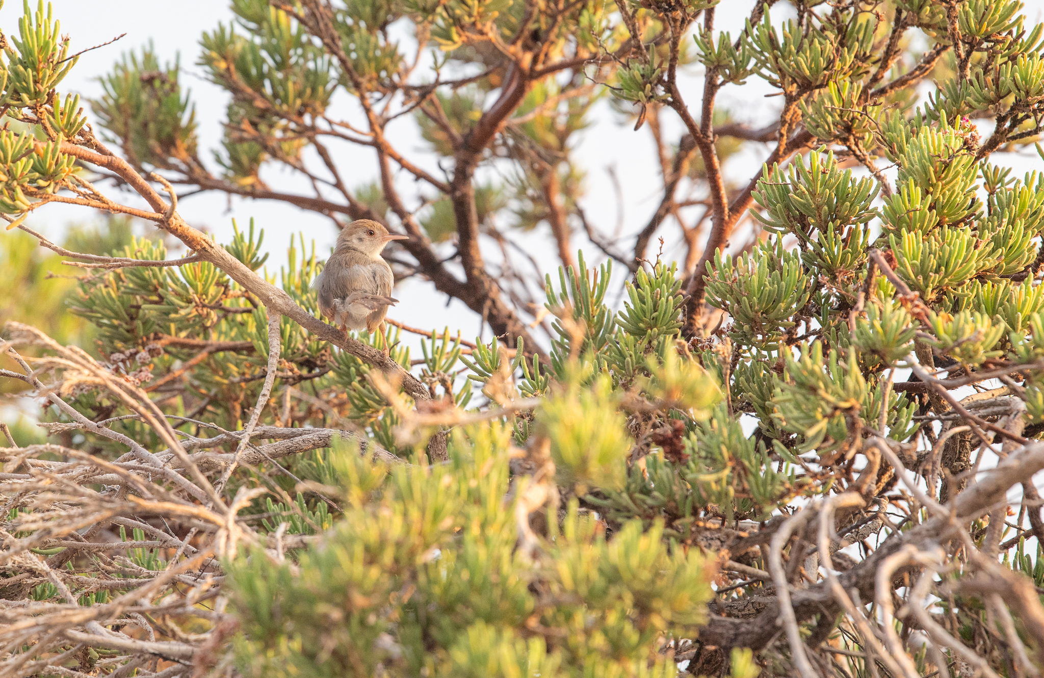 Socotra Warbler (Incana incana), photo 2
