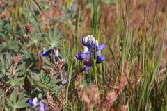 Lupinus polycarpus