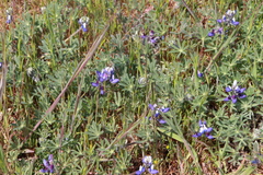 Lupinus polycarpus