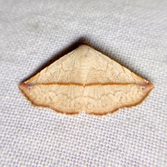 Eublemma perversicolor