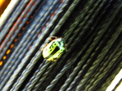 Calligrapha fulvipes