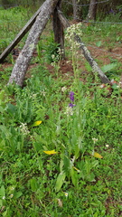 Senecio sennikovii