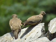 Metriopelia melanoptera