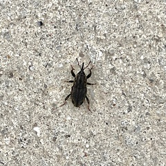 Sphenophorus cariosus