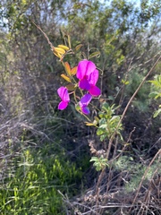 Lathyrus vestitus alefeldii