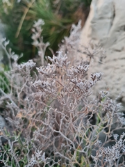 Limonium cordatum