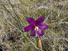 Olsynium douglasii