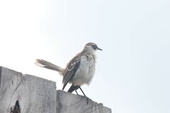 Mimus parvulus parvulus