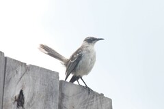 Mimus parvulus parvulus