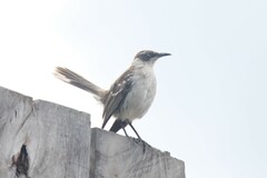 Mimus parvulus parvulus