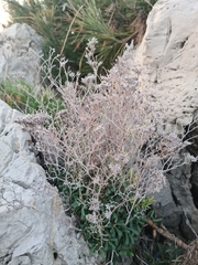 Limonium cordatum