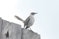 Mimus parvulus parvulus