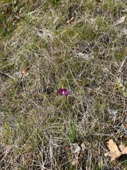 Olsynium douglasii