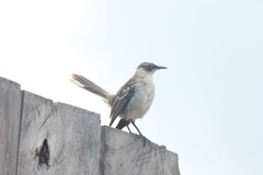 Mimus parvulus parvulus