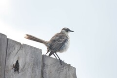 Mimus parvulus parvulus