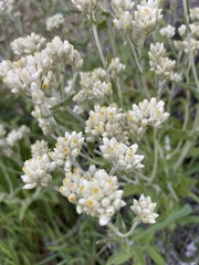 Pseudognaphalium microcephalum