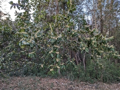 Prunus caroliniana