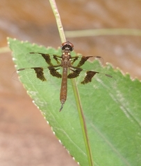 Perithemis tenera