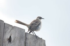 Mimus parvulus parvulus