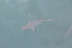 Carcharhinus limbatus