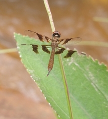 Perithemis tenera