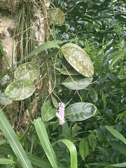Anthurium scandens