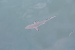 Carcharhinus limbatus