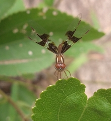 Perithemis tenera