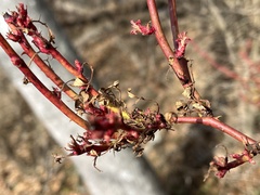 Rose rosette emaravirus