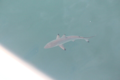 Carcharhinus limbatus