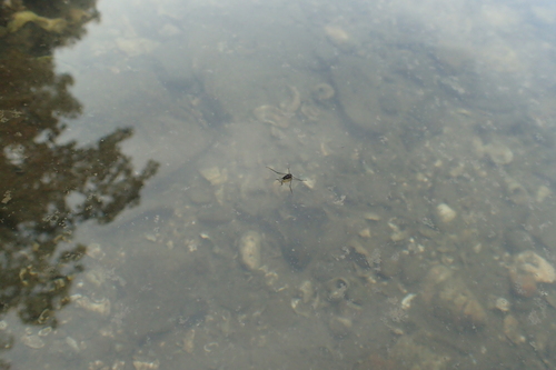 Genus Asclepios · iNaturalist