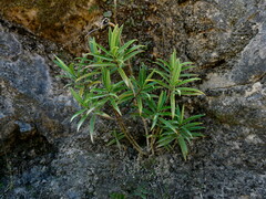 Veronica townsonii